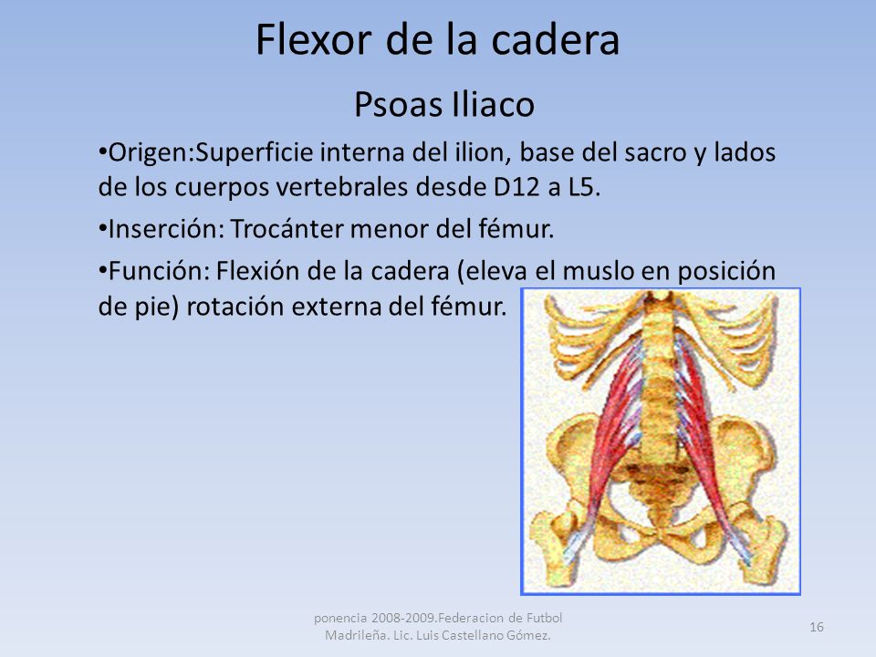 psoas iliaco origen e insercion y funcion psoas iliaco origen e insercion y funcion